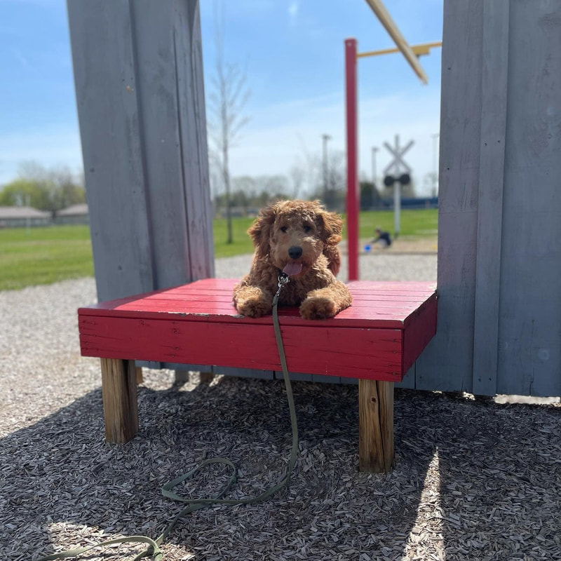 red goldendoodle puppy taking part in training at paws forward strathroy ontario