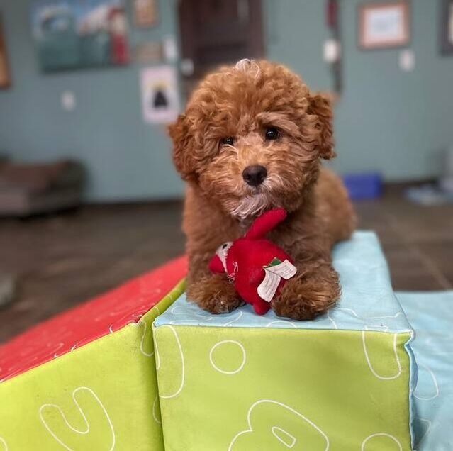cute red puppy with curly hair sitting on a soft block with a red bird toy