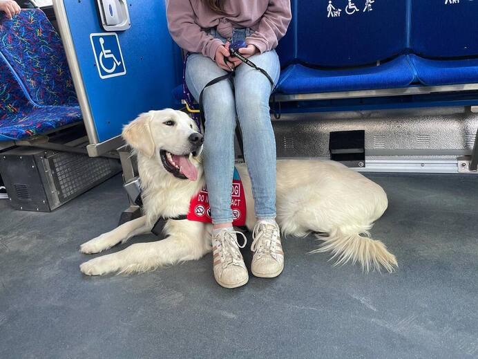 cream golden retriever service dog on a public bus siting calmly under his owners seat
