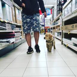 cute golden retriever puppy learning to wak on a leash in a dog friendly store