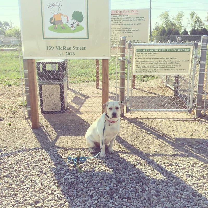 sweet yellow lab waiting patiently outside a park with paws forward dog training in strathroy ontario