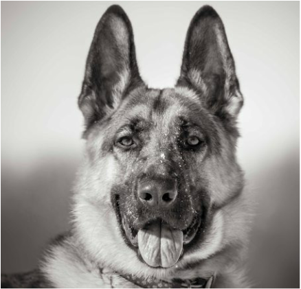 beautiful black and white headshot of a german shepherd while at training with paws forward dog training london ontario
