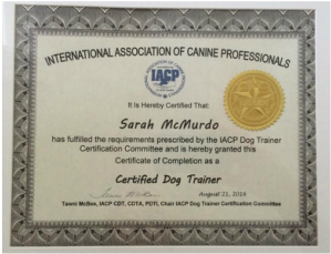 dog training certficate for head trainer at paws forward dog training london ontario