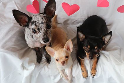 three chihuahua dogs who were trained by paws forward dog training london ontario
