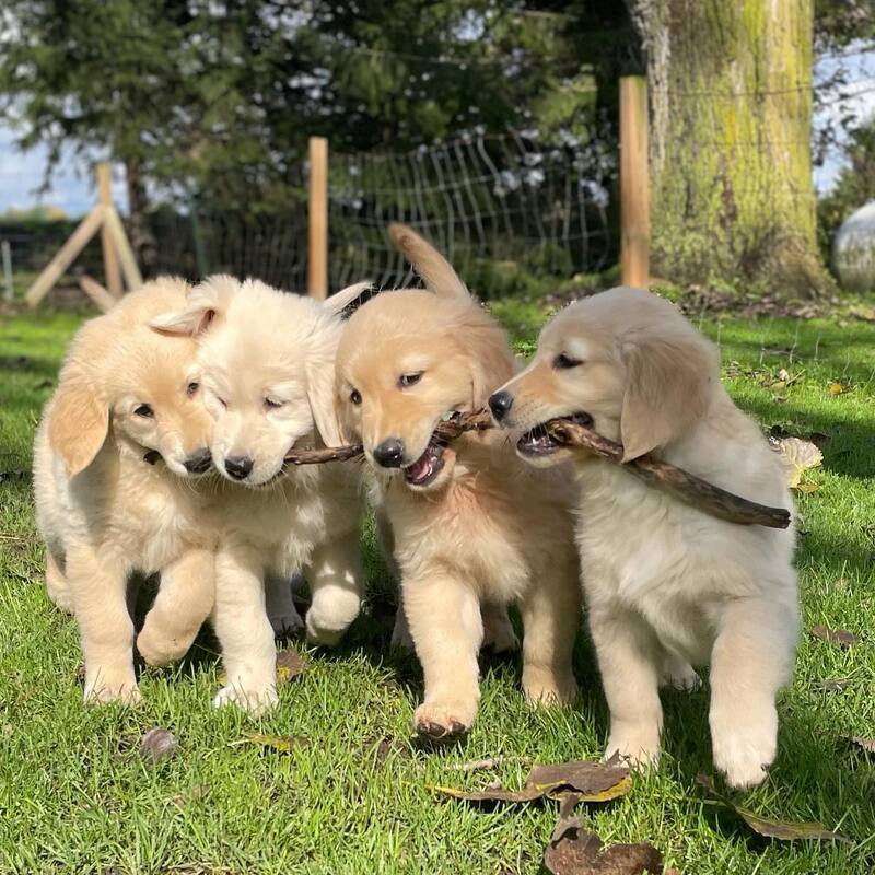 four young golden retriever puppies all running with the same stick at paws forward puppy camp london ontario