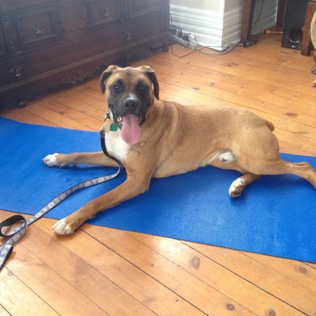 boxer dog lying down on a yoga mat looking happy during her training at paws forward dog training woodstock ontario