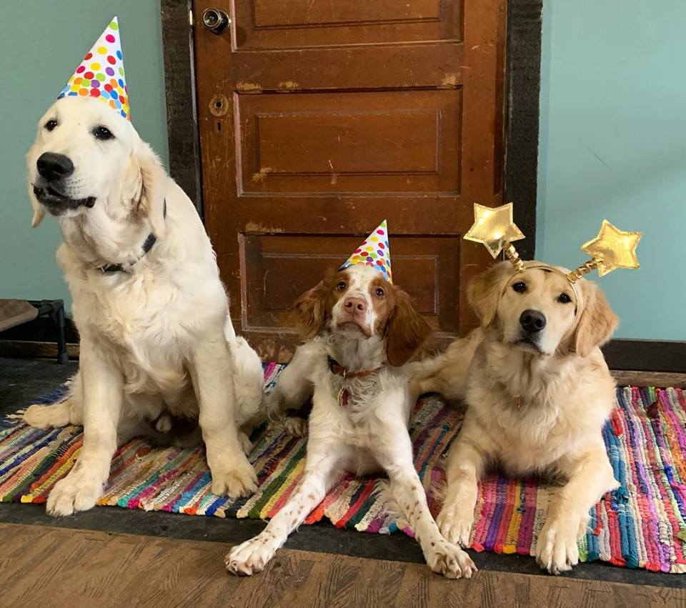 cute birthday picture of three dogs, two golden retrievers and a brittany spaniel at paws forward dog training london ontario
