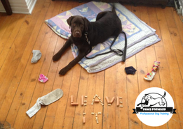 chocolate lab lying down with and demonstrating leave it at paws forward dog training london ontario