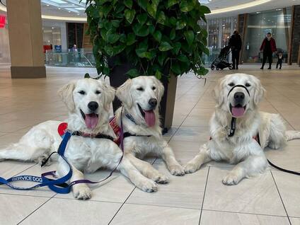 three light golden retriever service dogs in training being trained by paws forward dog training toronto ontario