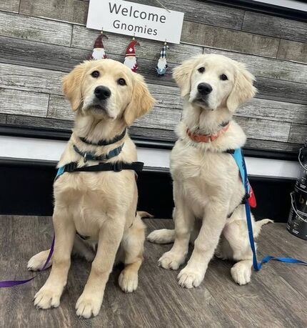 two older golden retriever puppies and service dogs in training showing off their skills with paws forward dog training london ontario