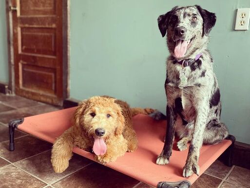 a goldendoodle and a merle mixed breed looking happy while being trained at paws forward dog training london ontario