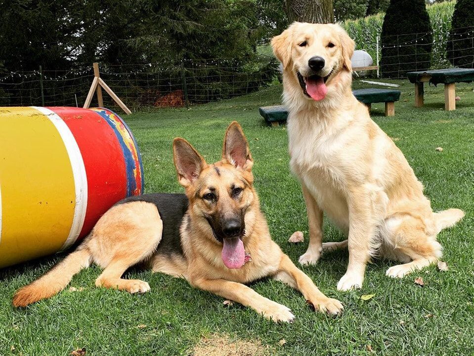 a german shepherd and a golden retirver looking happy while at paws forward dog training london ontario